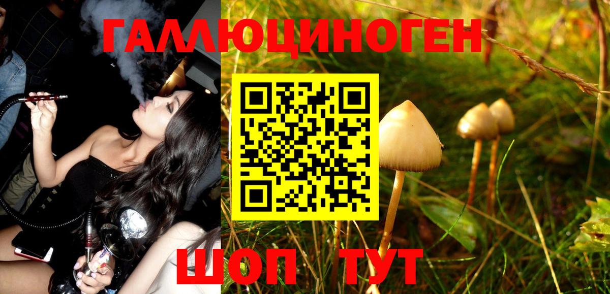 Кудрово  купить наркоту  Вход с VPN  Галлюциногенные грибы Psilocybe 